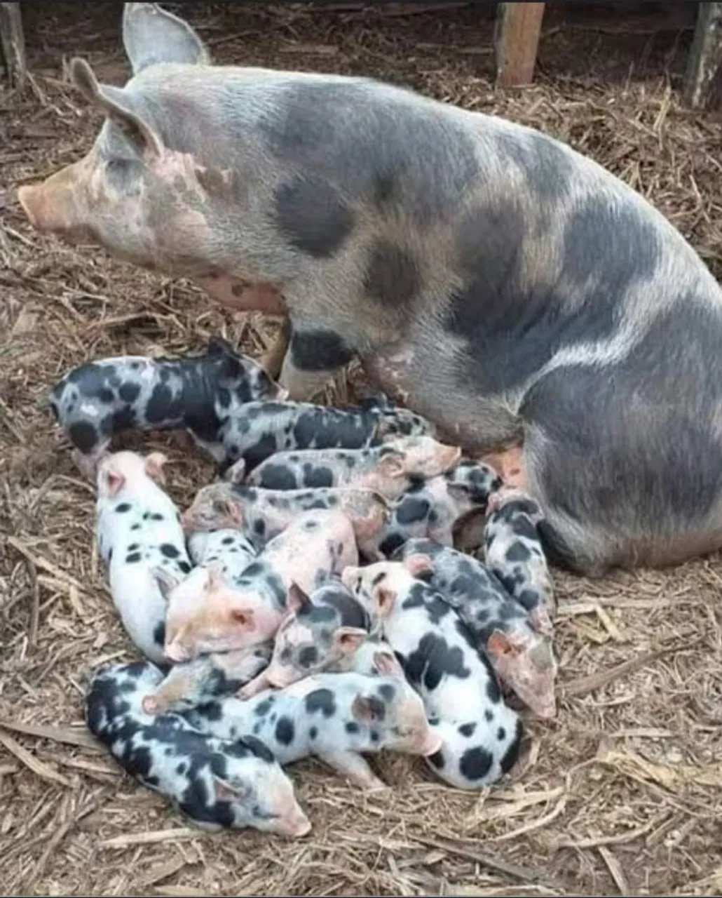 Doação de 3 filhotes porco
