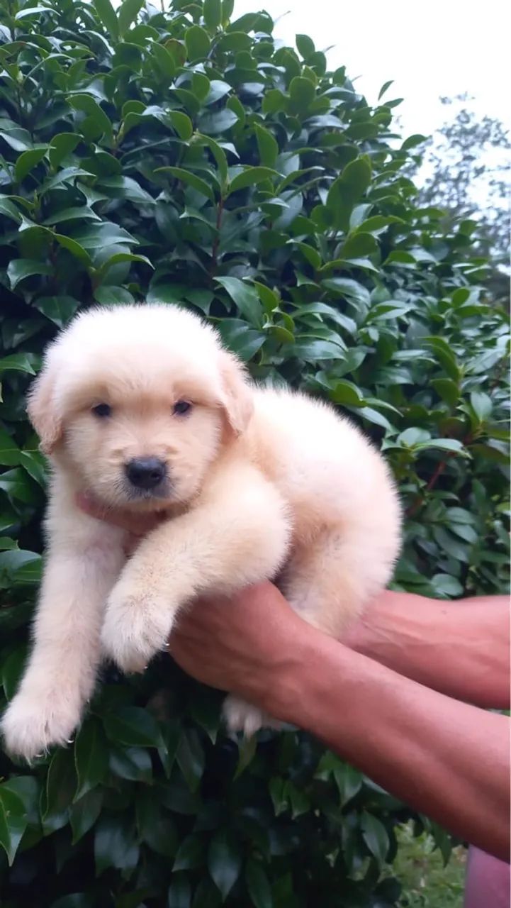 Golden Retriever macho em super promoção  - Foto 2
