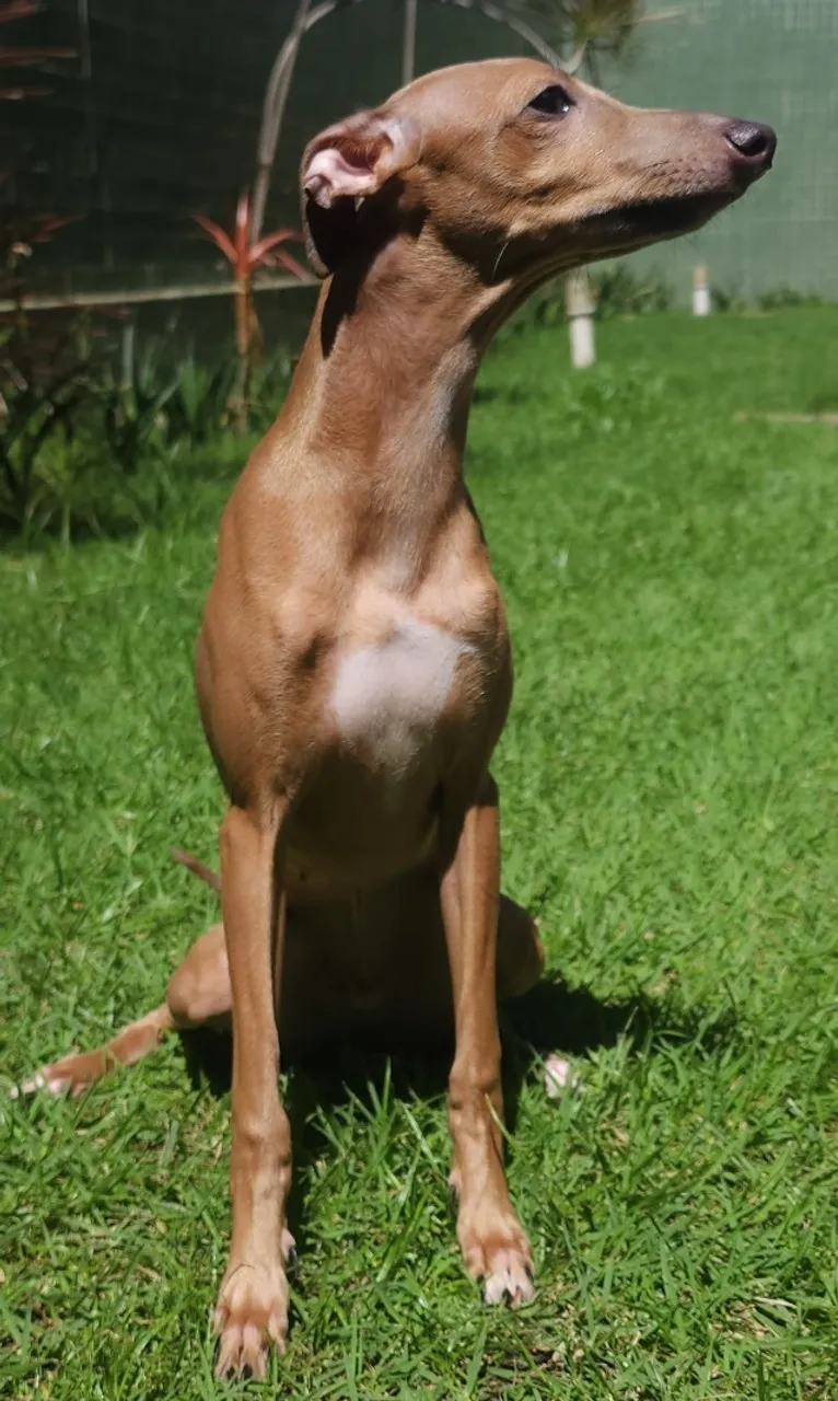Filhotes de Galgo Italiano-Macho(Linhagens Premiadas)Pronta Entrega