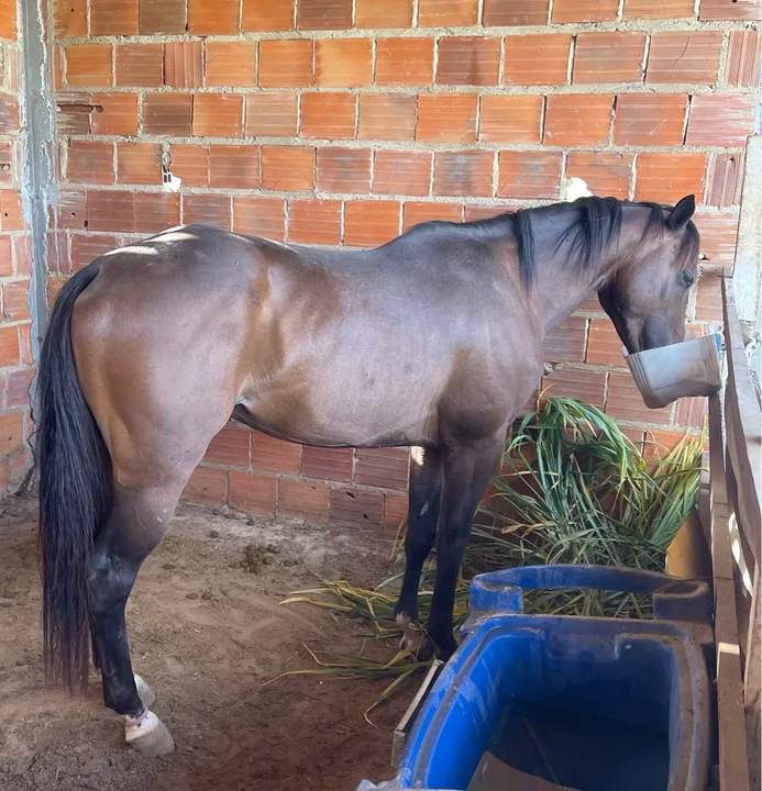 Cavalo Quarto de Milha com Paint Horse
