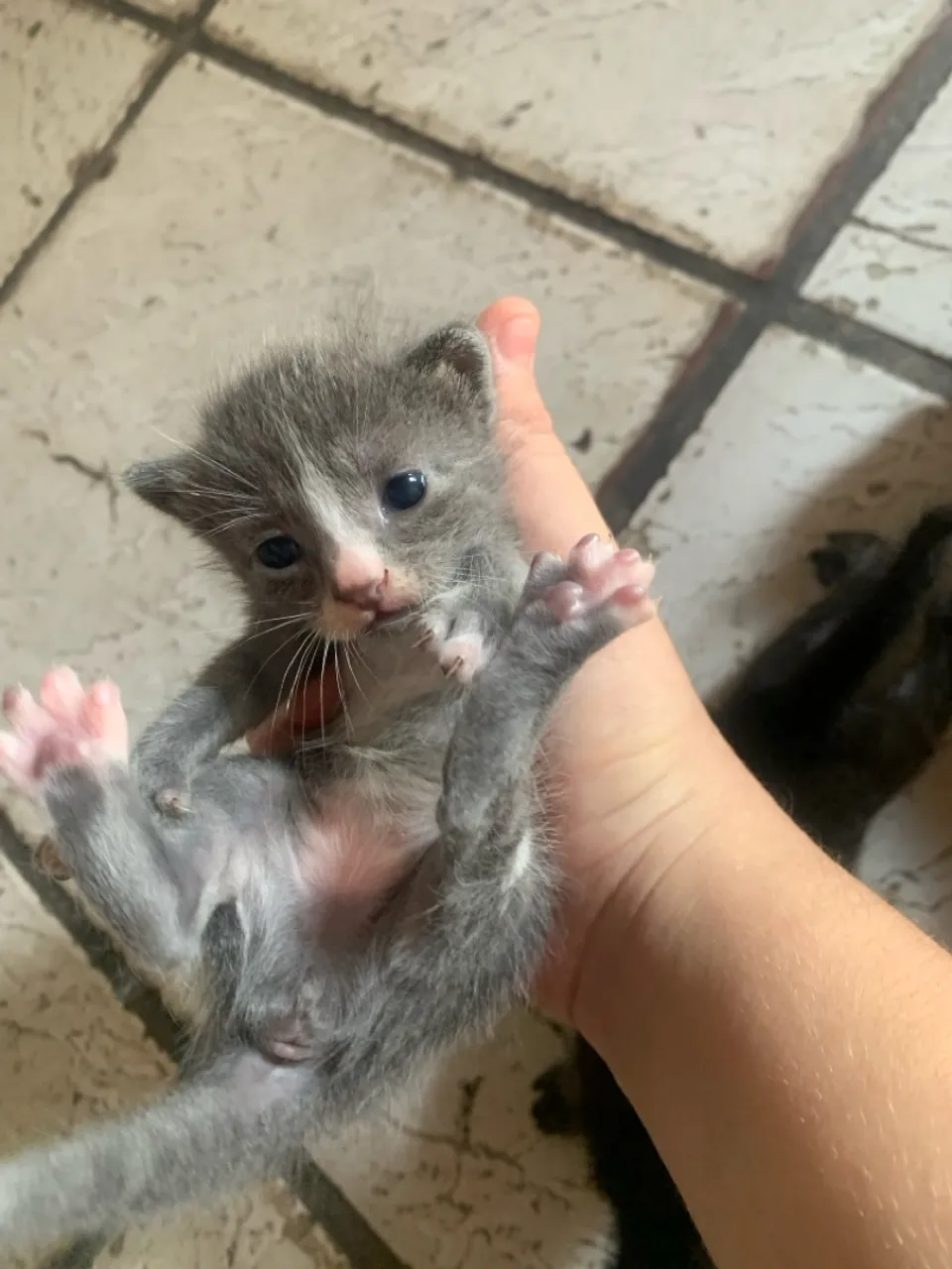 Gatinho Cinza Filhote - Para Adoção
