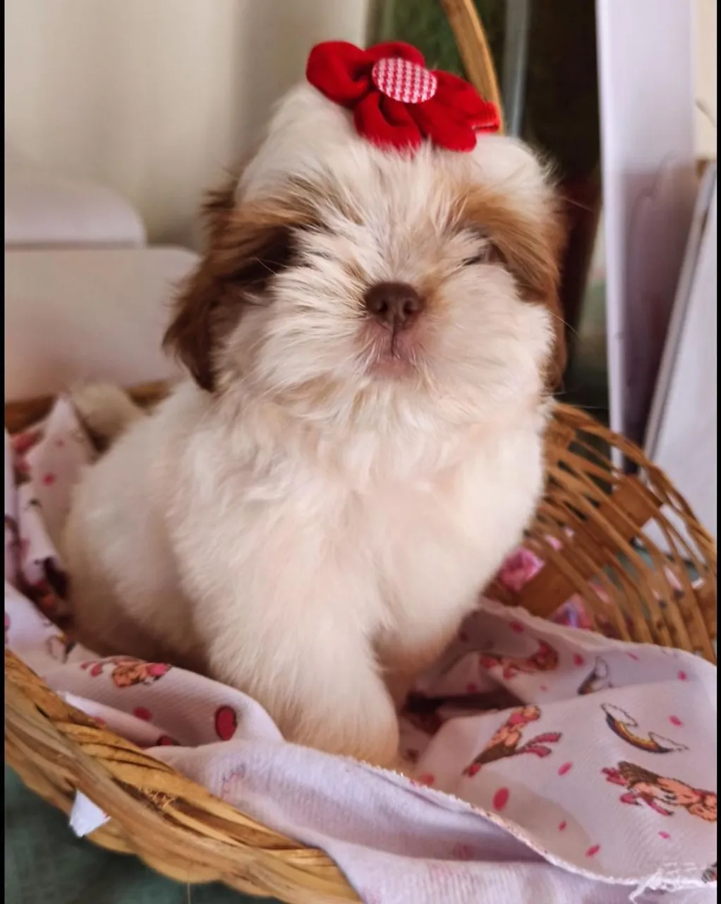 Filhote Shih Tzu Mini Fêmea