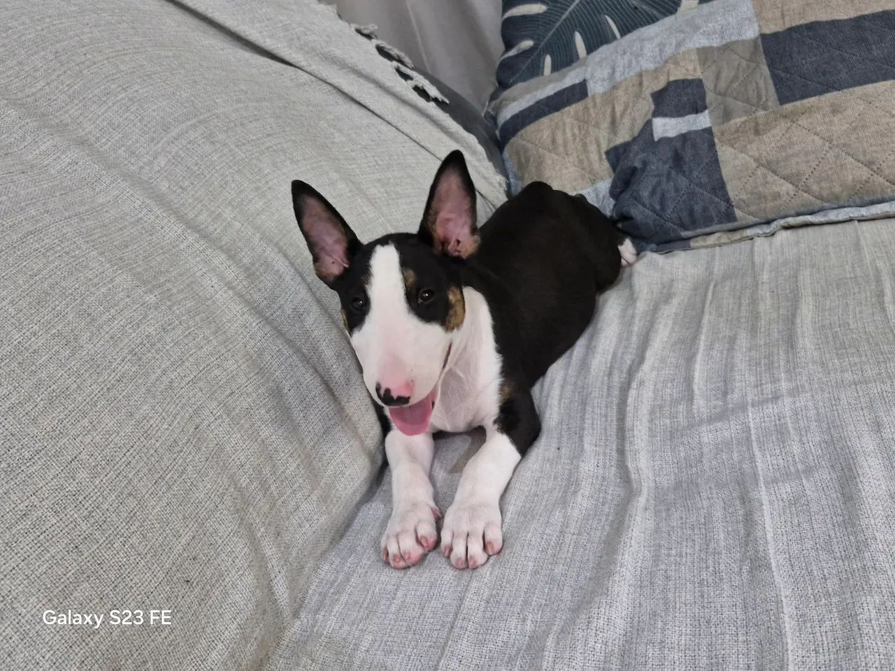 Bull Terrier Inglês - Adorável! - Foto 2