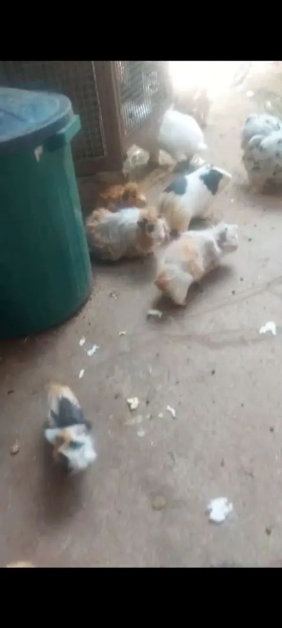  Porquinhos da Índia - Lindos e saudáveis - Foto 2