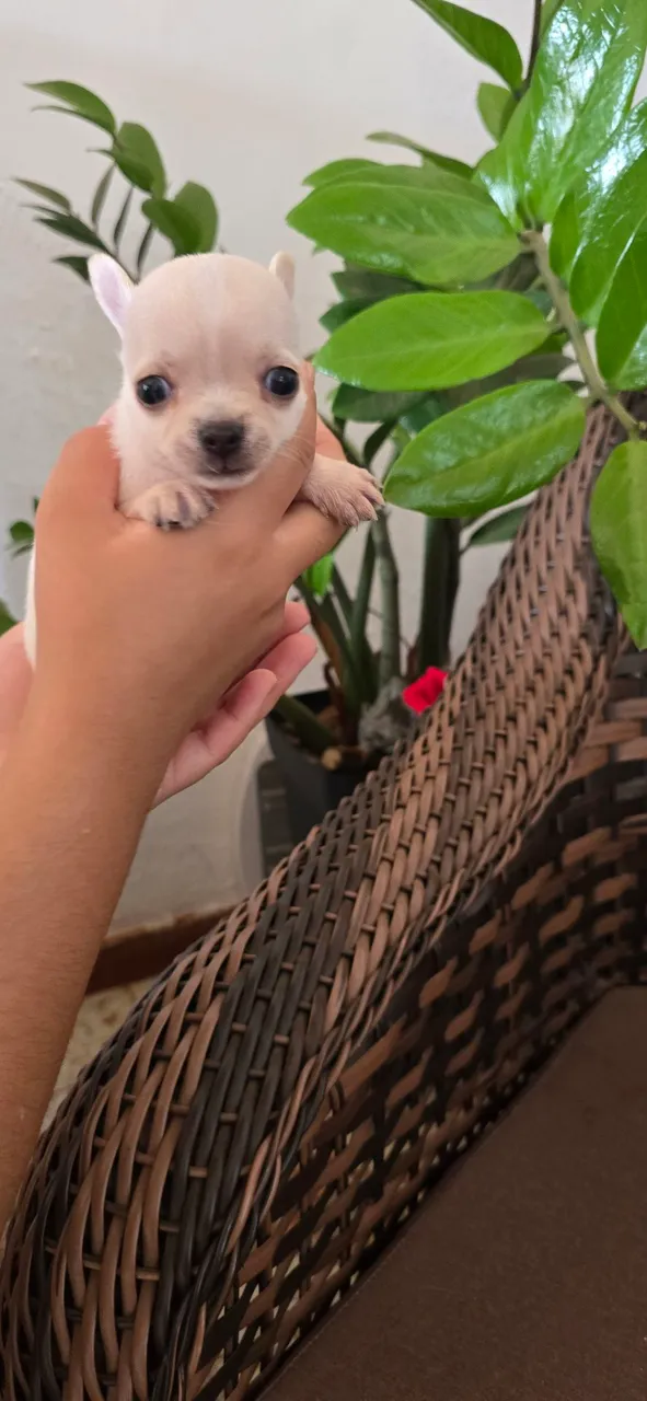 Filhote de Chihuahua - Pelúcia de Bolso!