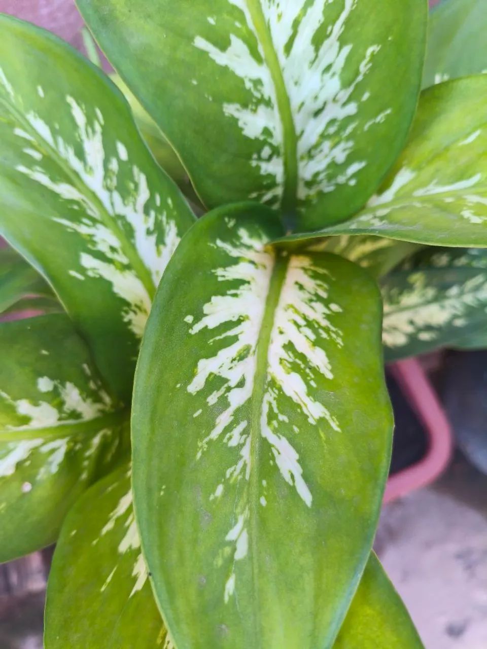 Comigo Ninguém Pode 64305624235779120