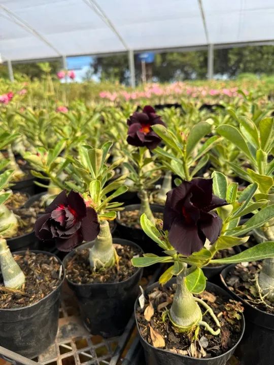 Rosas do Deserto - Foto 4