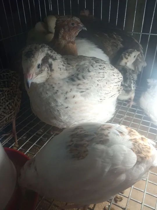 Codorna gigante  - Foto 2