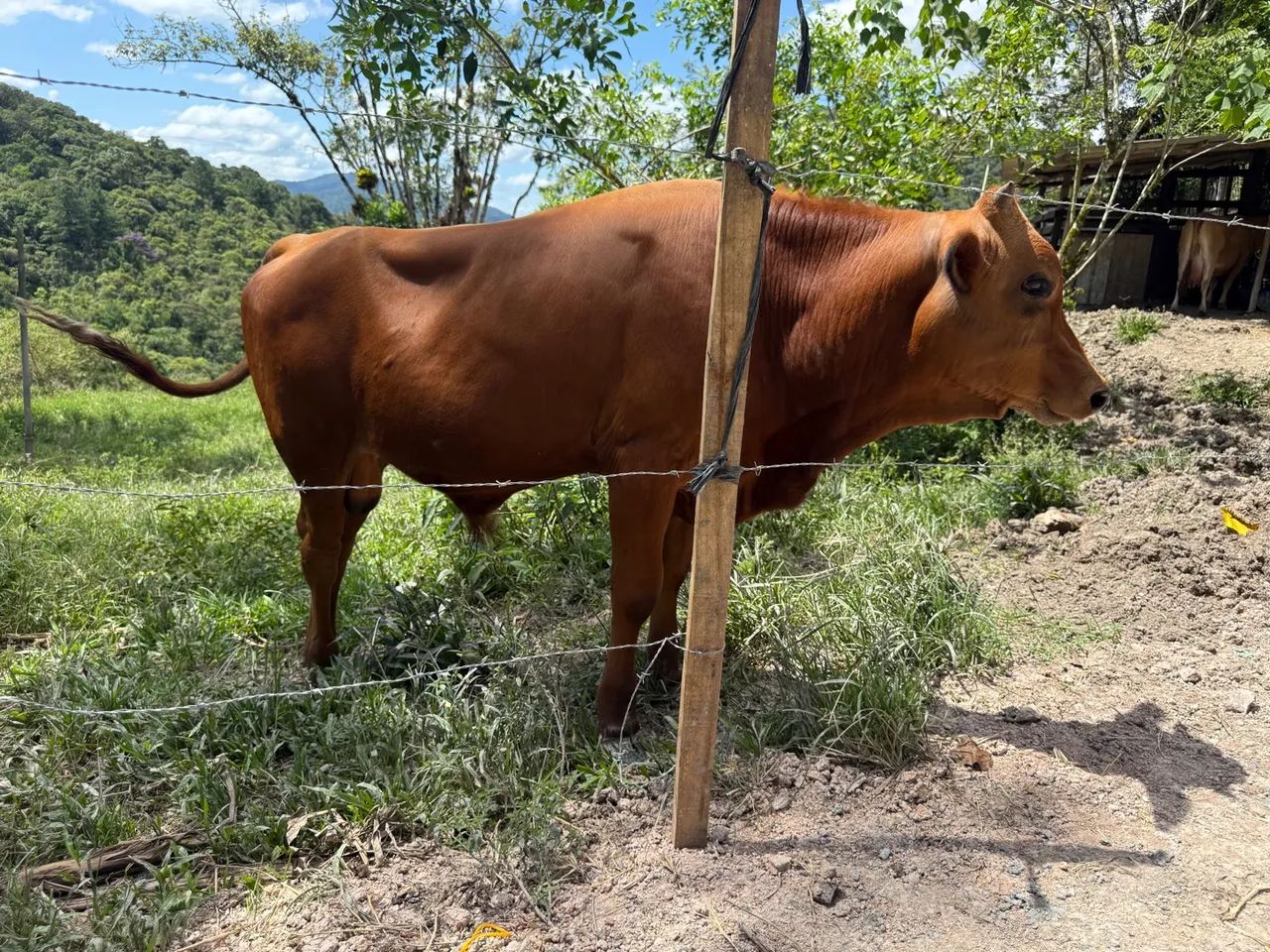 Bezerro/Terneiro Macho - Foto 4