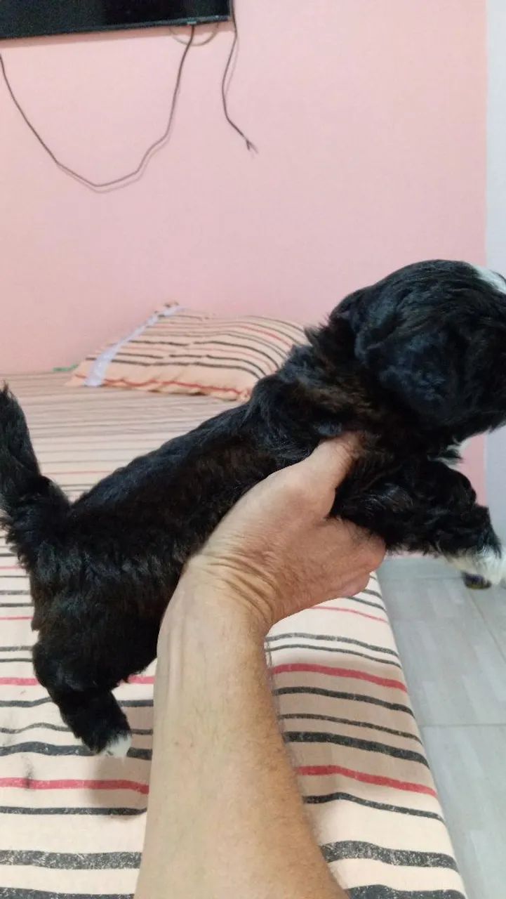 Filhote Shih Tzu - Foto 3