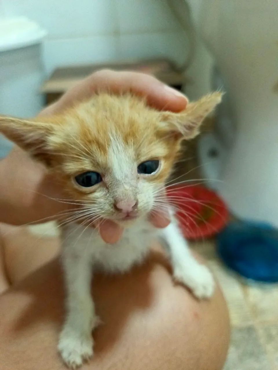 Gatinha laranja para adoção - Foto 3