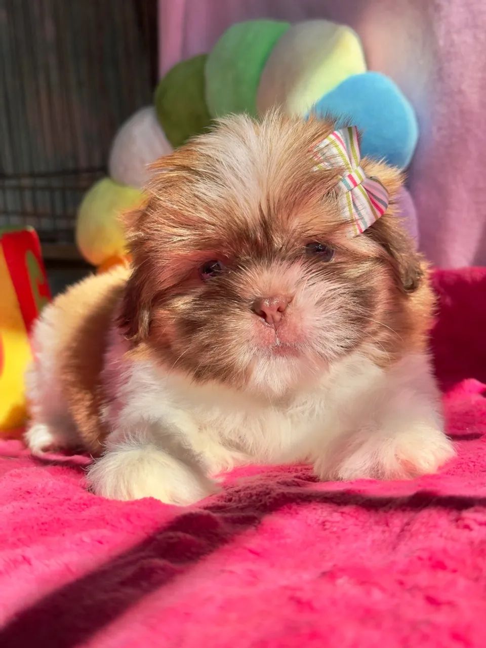 Filhote de Shih Tzu Fêmea - Foto 3