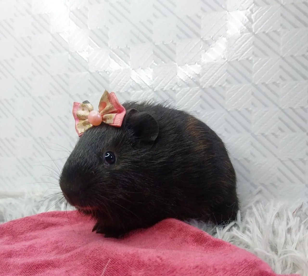 Porquinha da Índia Fofa - Pronta para Amar! - Foto 3