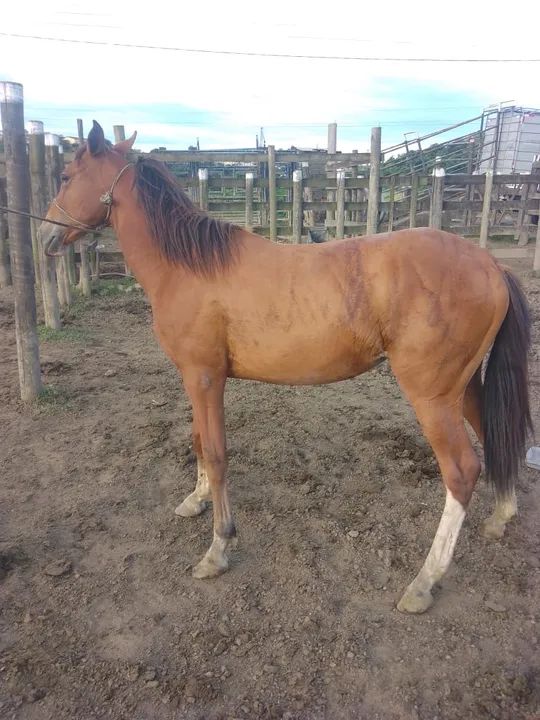 Égua manga larga castanha (polda ) - Foto 2