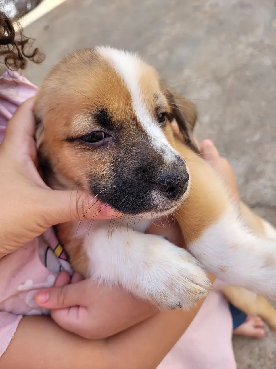 Filhote de cachorro disponível para adoção