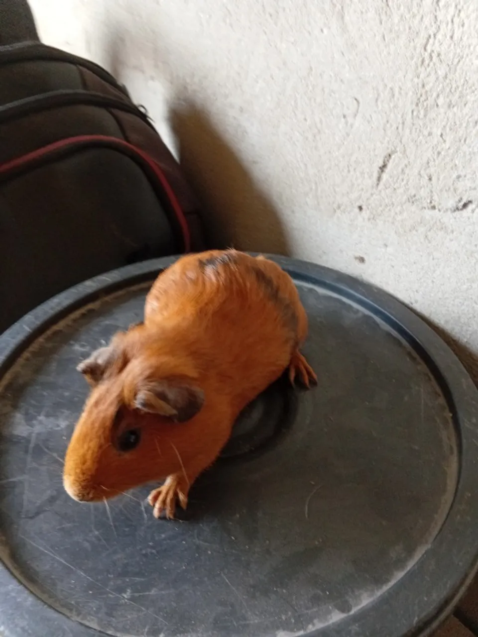 Porquinho da índia disponível macho 40 reais