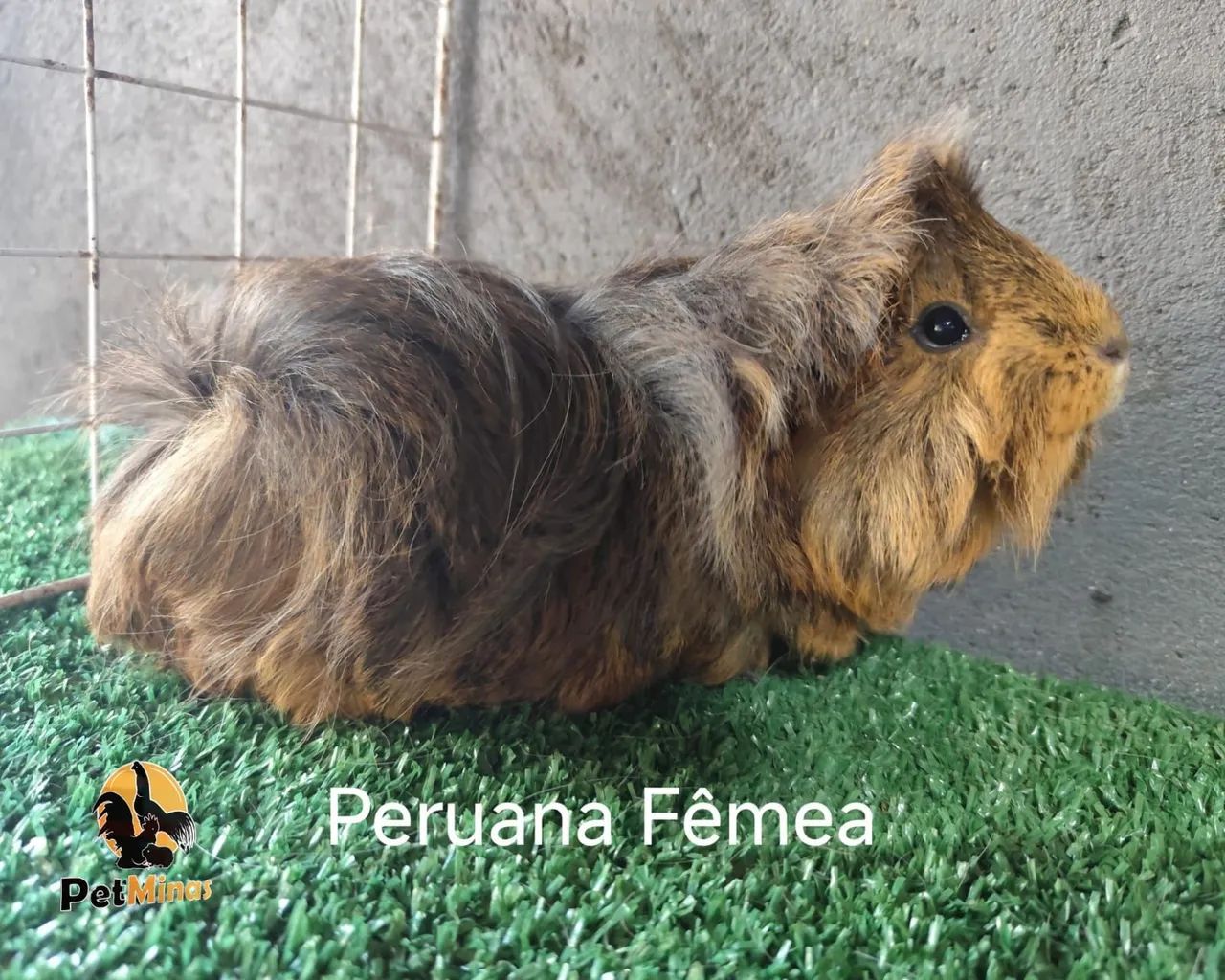 Porquinho da Índia Peruano Macho - Foto 3