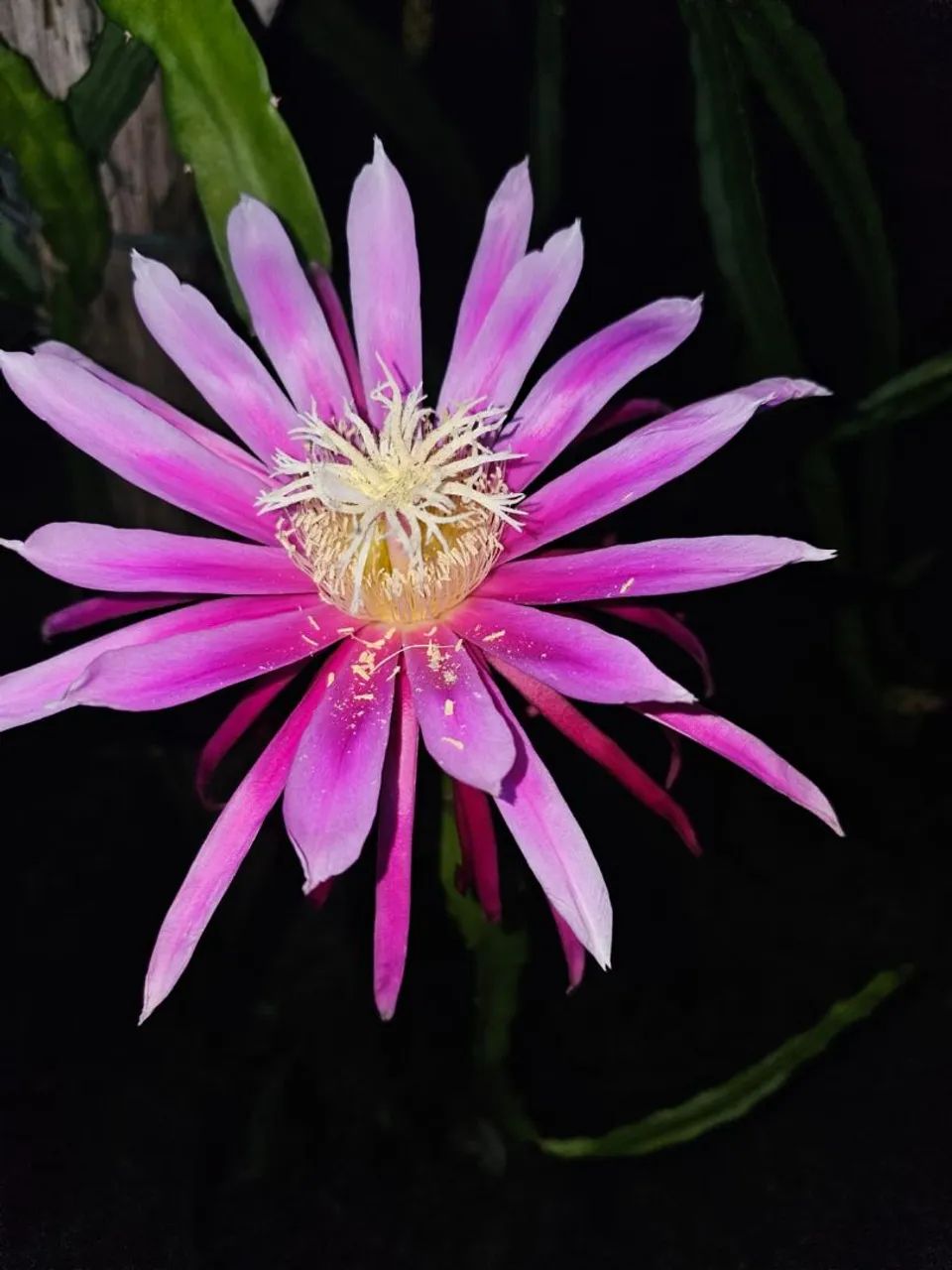Mudas de Pitaya - Mais de 100 variedades ! - Foto 5