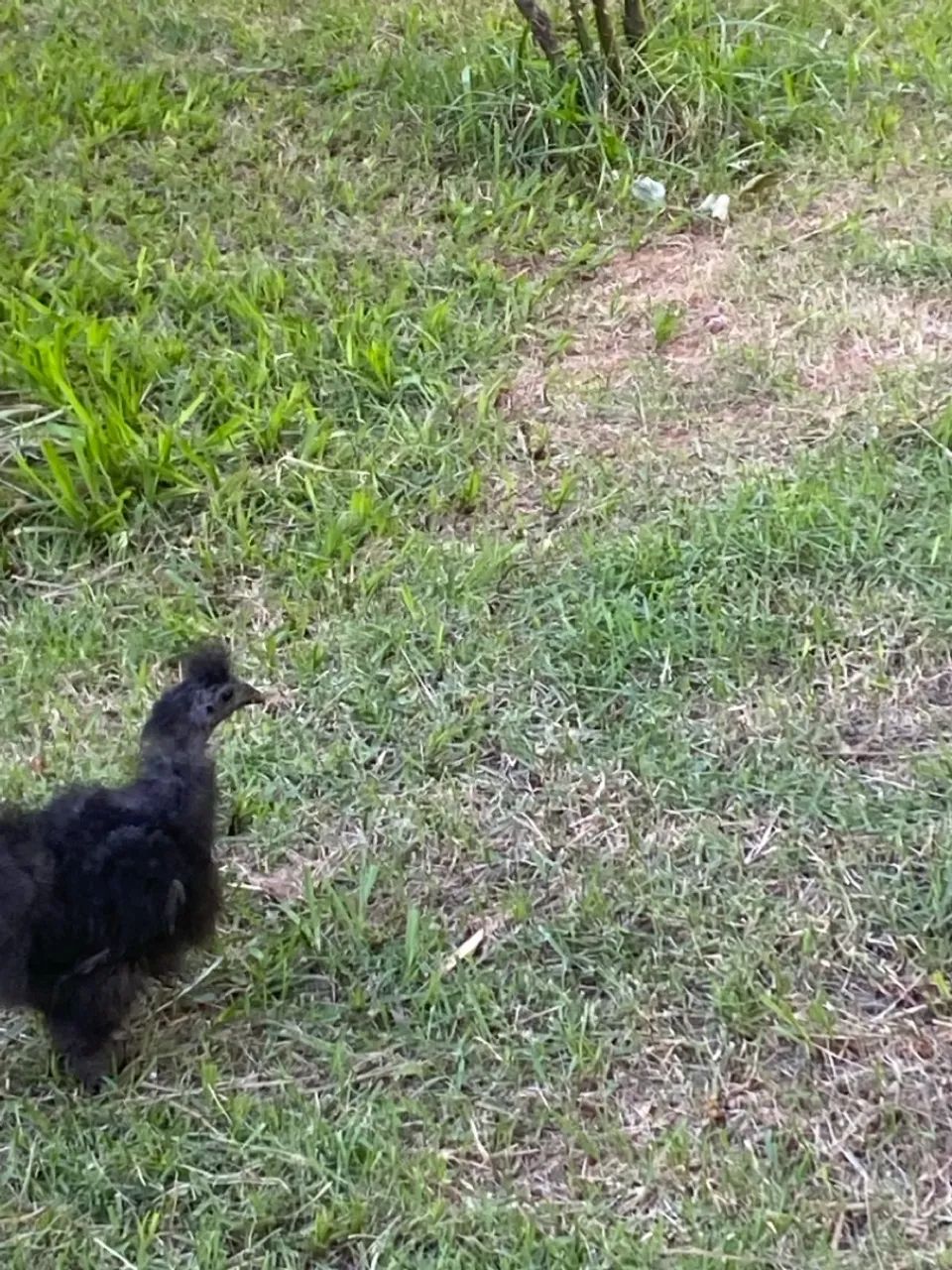 Galinha Sedosa do Japão na cor Preta - Foto 3