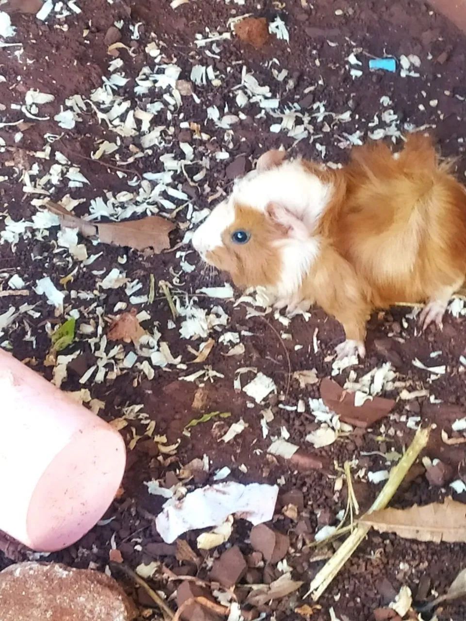 Porquinho da india - Foto 2