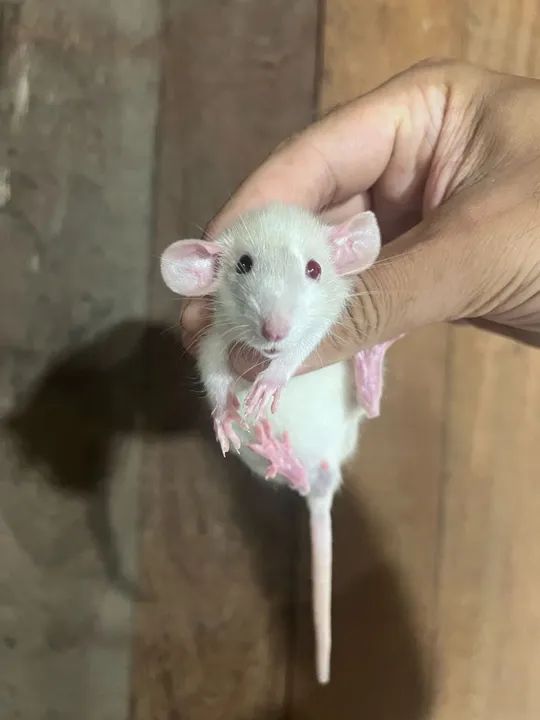 Ratos Twister  - Foto 5