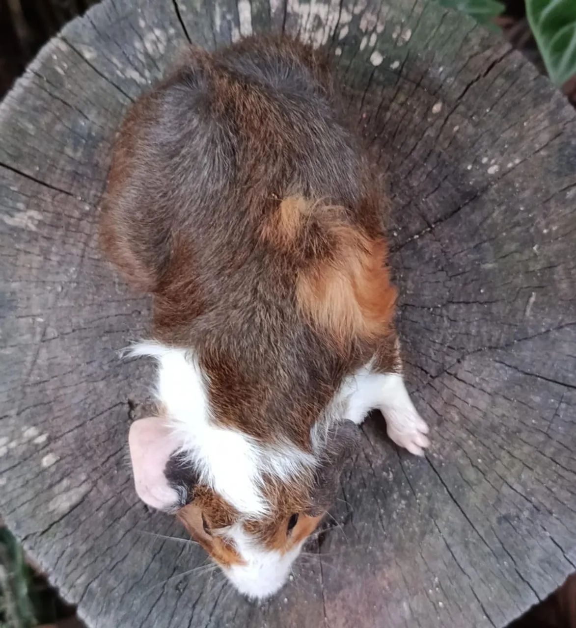 Porquinho da Índia Macho - Foto 4