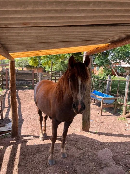 Cavalo ligeiro  - Foto 5