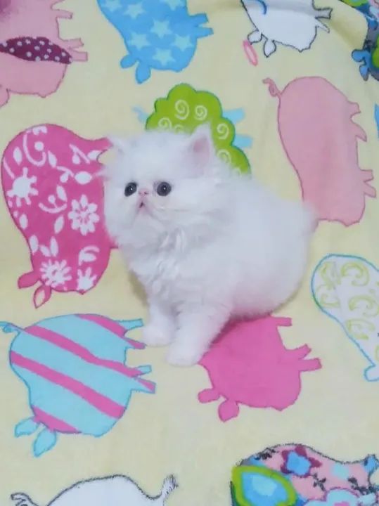 PERSA SHOW Fêmea Branca - (2 Meses) - Foto 4