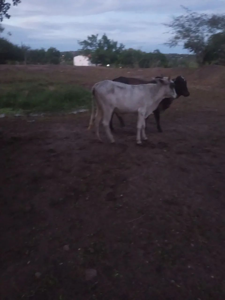 Vendo uma vaca parida muito mansa  e um garrote uma novilha mestiça de Nelore e uma jirola