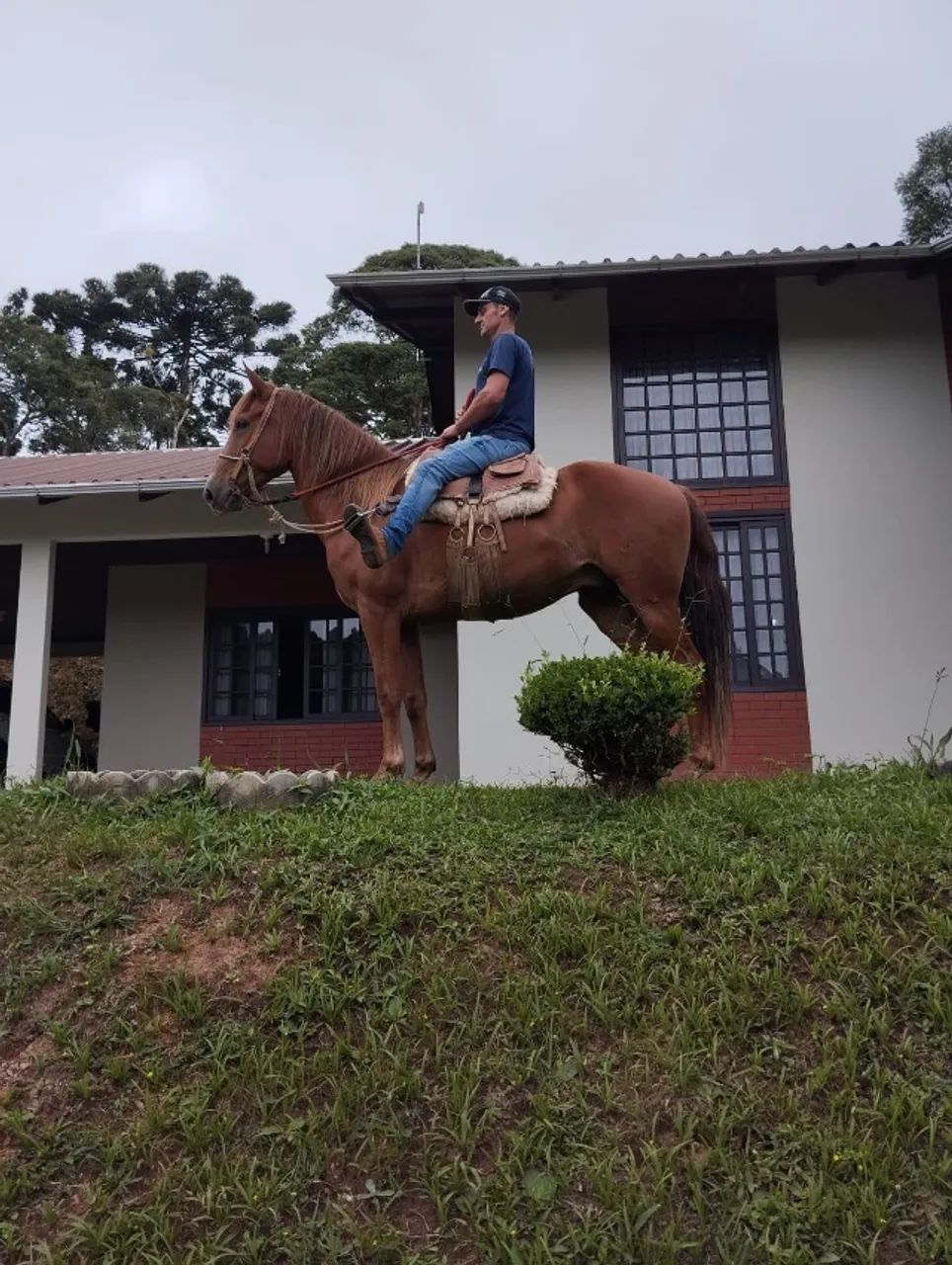 Campolina marchador porte grande.