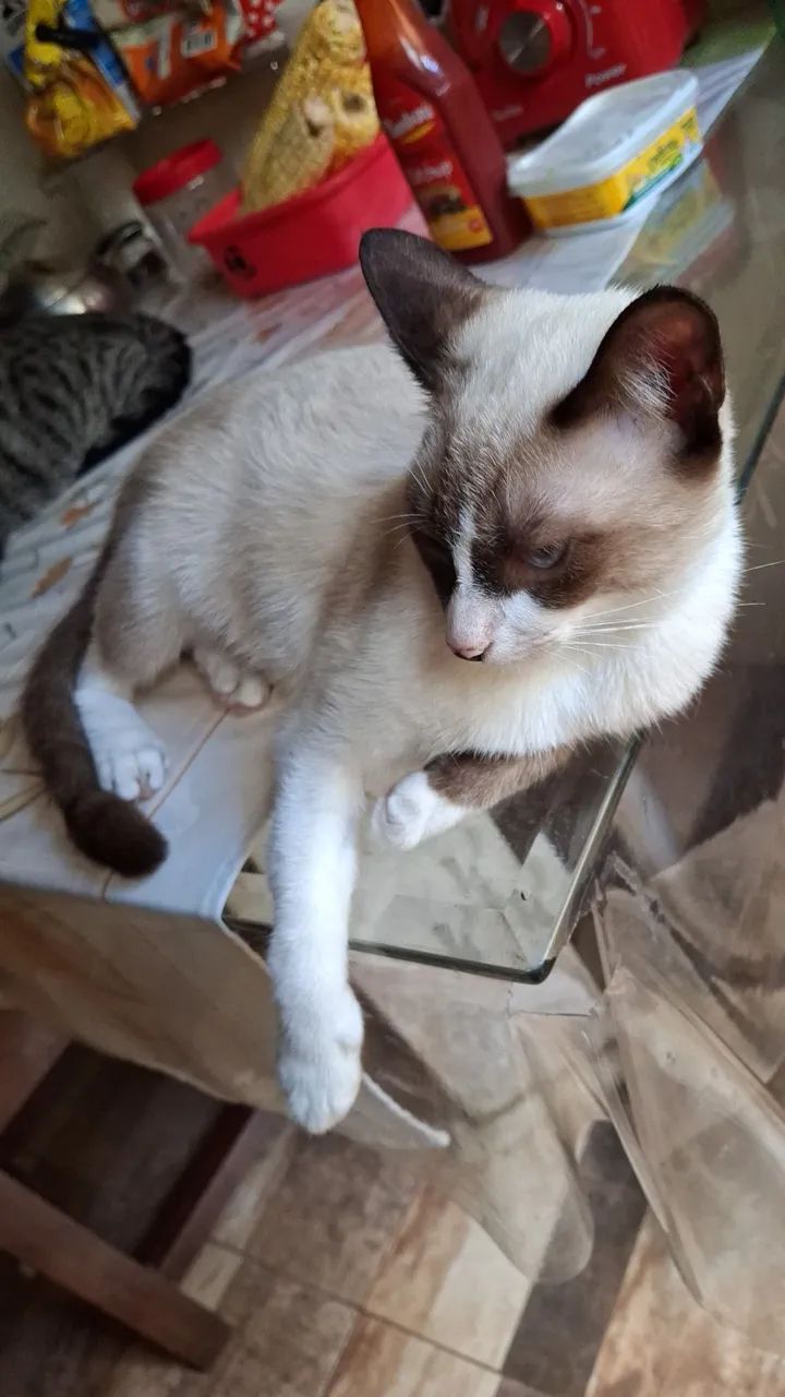 Gata fêmea  - Foto 2