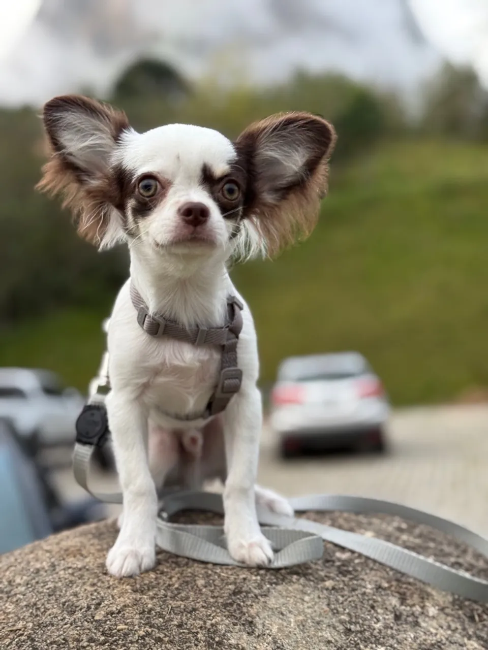 Chihuahua Pelo Longo