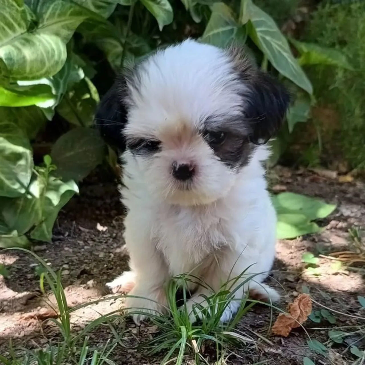 Shih Tzu mini ternuras