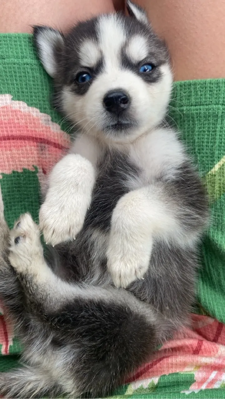 Filhote Husky Siberiano para adoção