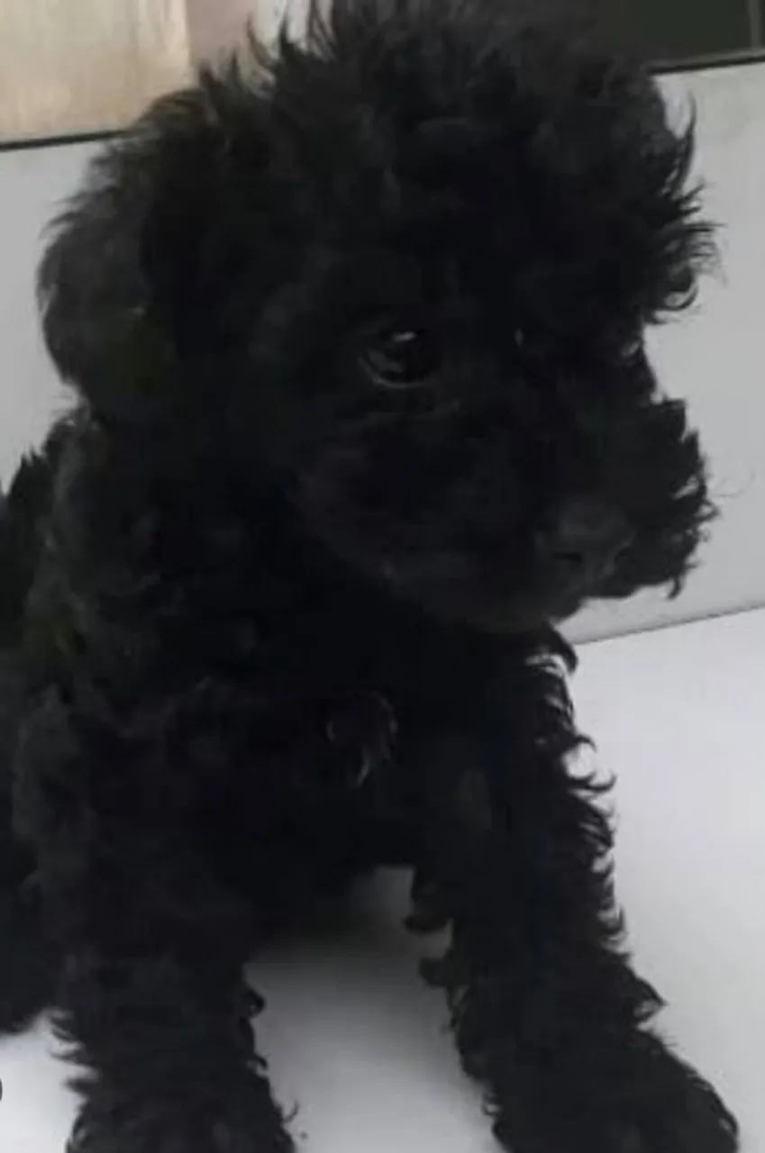 Promoção pra hoje poodle toy machinho todo vacinado ja com mais de 3 meses