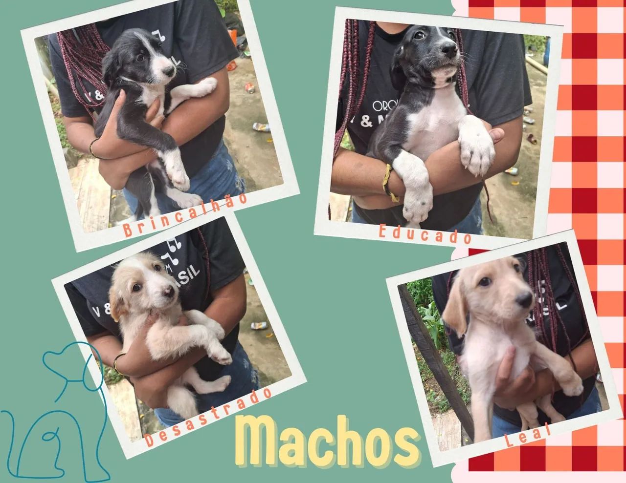 Filhotes para Doação  - Foto 2