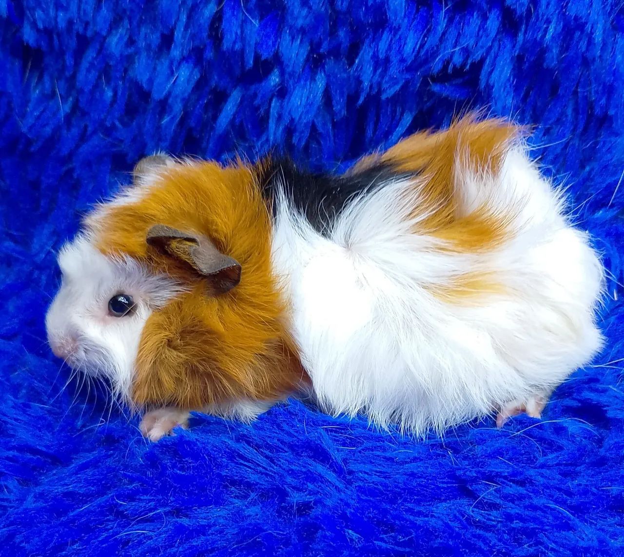 Porquinho da índia abssinio várias cores