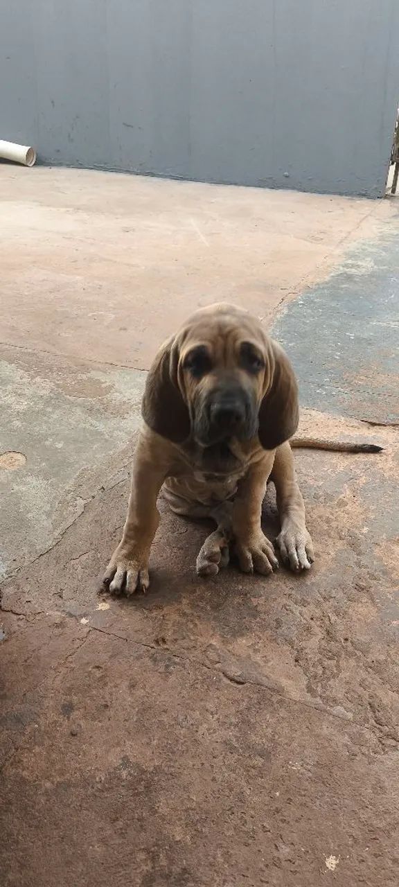 Vendo uma Filhote de Fila Brasileiro!!! - Foto 5