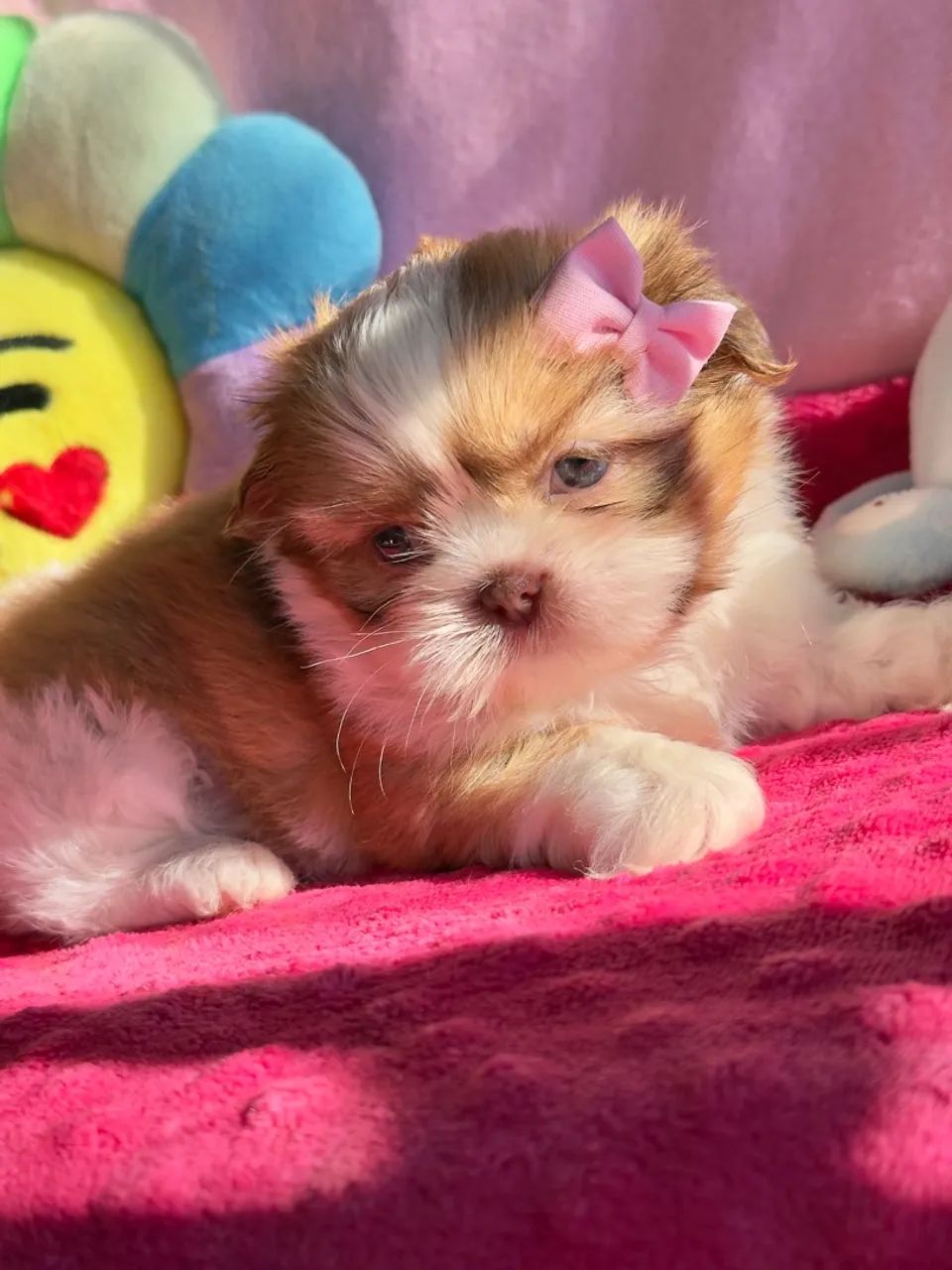 Filhote de Shih Tzu Fêmea - Foto 4