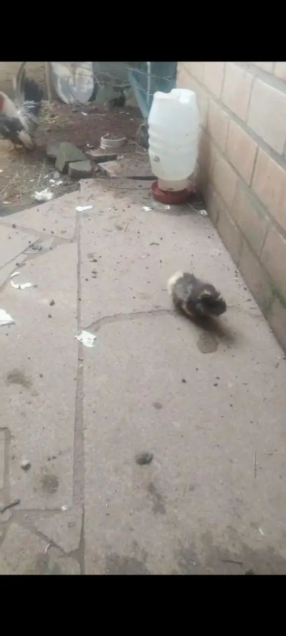  Porquinhos da Índia - Lindos e saudáveis - Foto 5