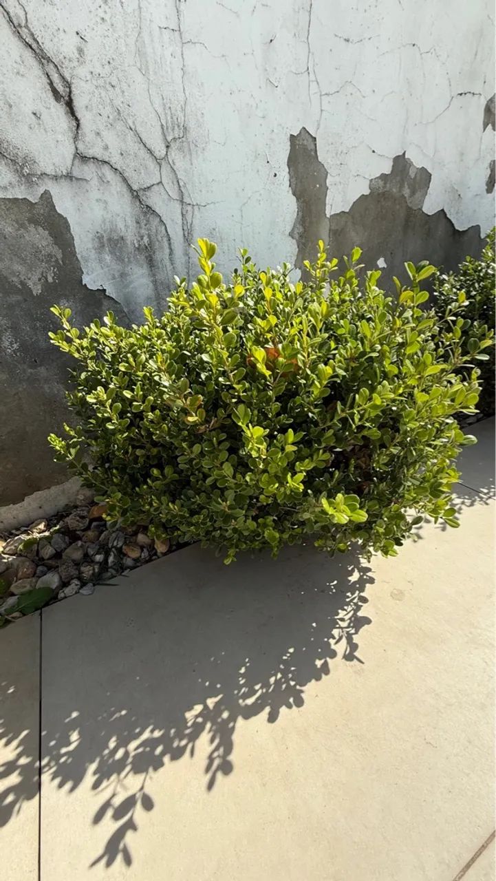 Arbusto Ornamental - Foto 3