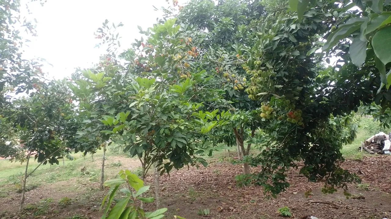 Vendo esse sítio - Foto 2