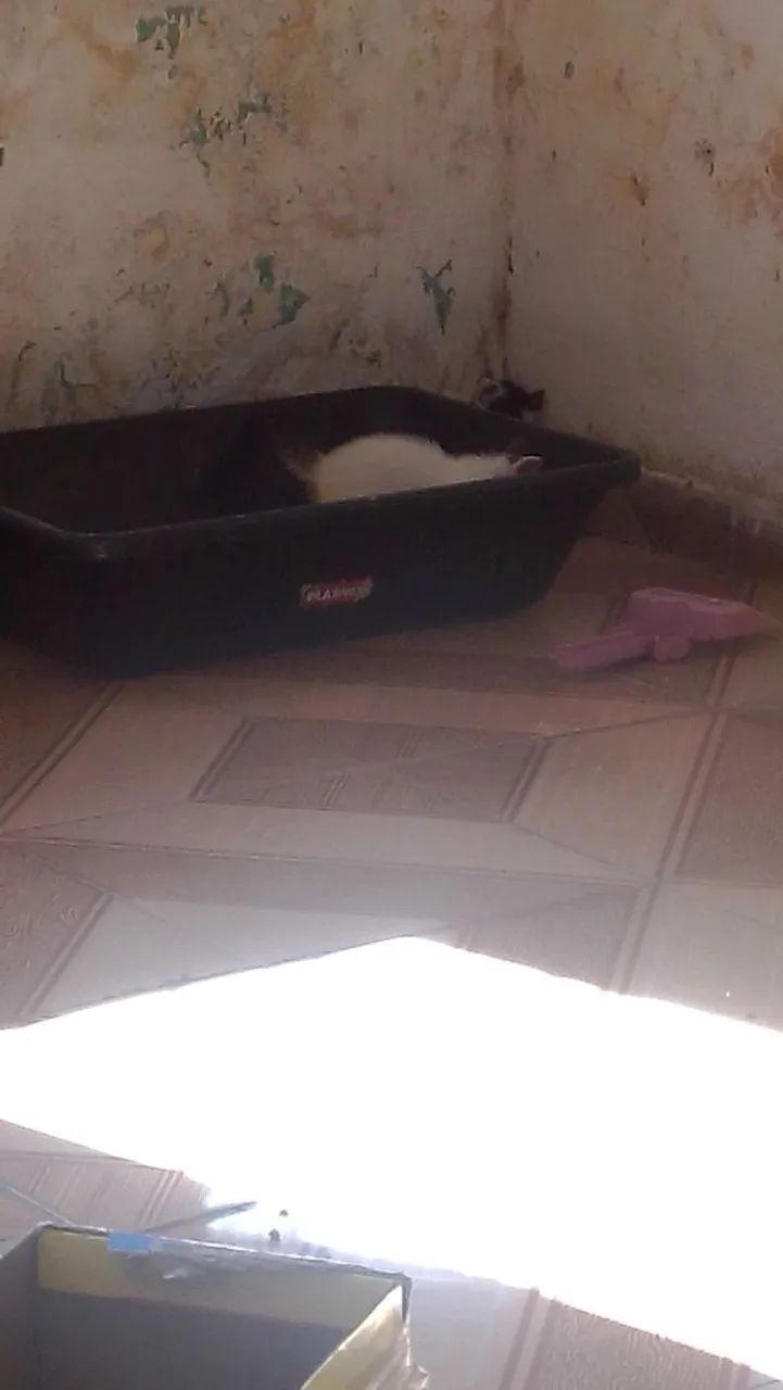 Gatinho para Adoção  - Foto 5