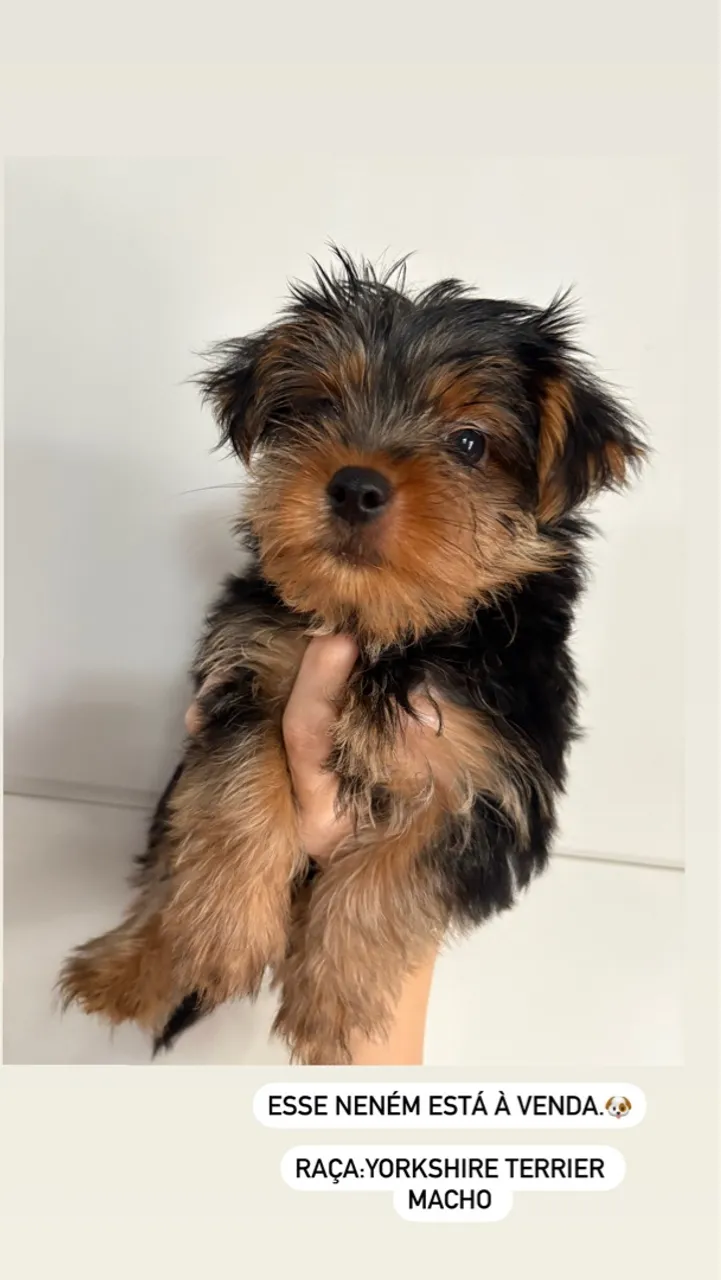 Filhote yorkshire terrier