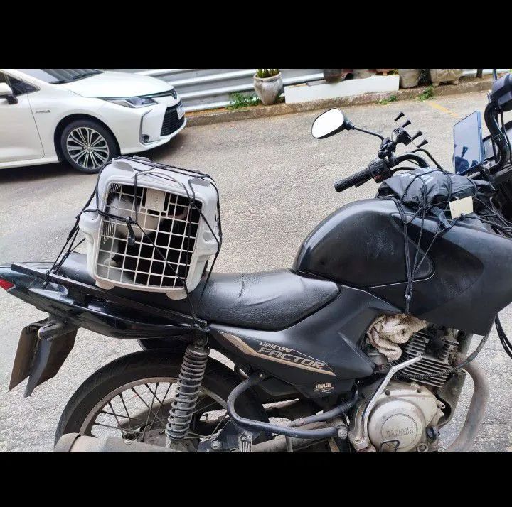 Transporte de animais de pequeno porte cachorro e gato  - Foto 4