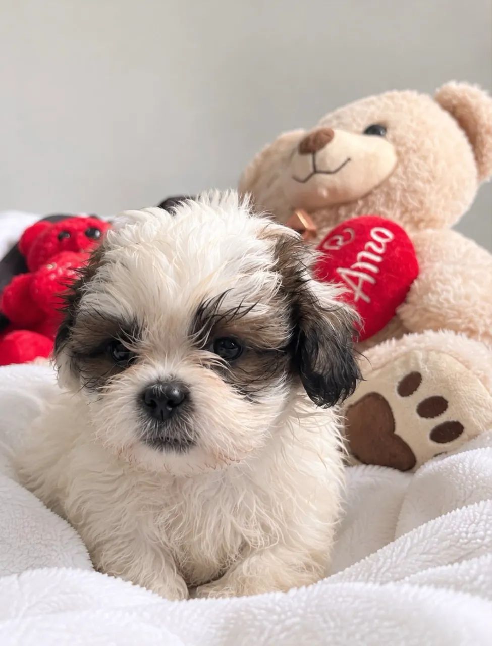 Filhotes de shihtzu - Foto 2