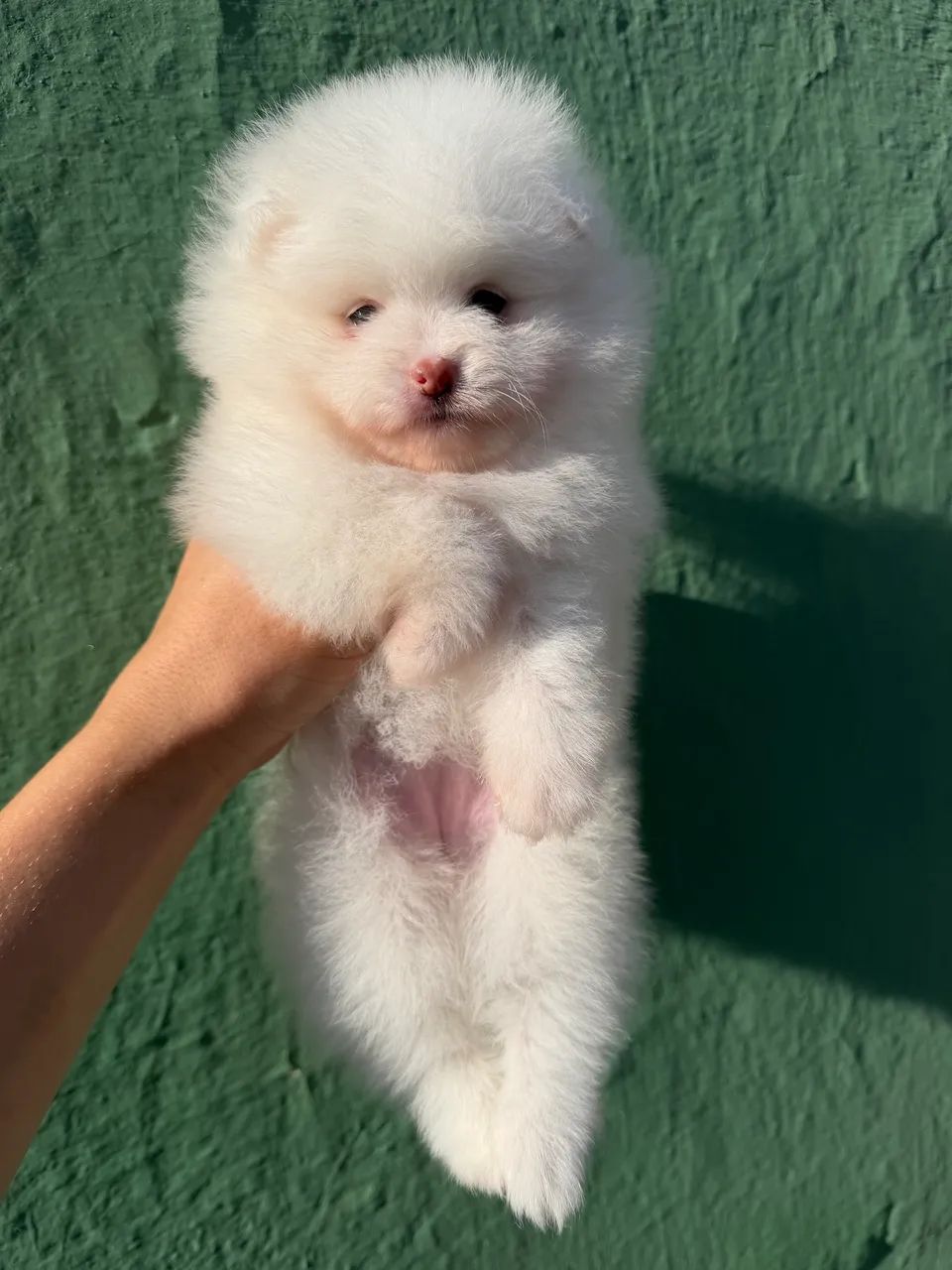 Spitz alemão macho  - Foto 5