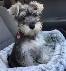  schnauzer  Inteligente e protetor.