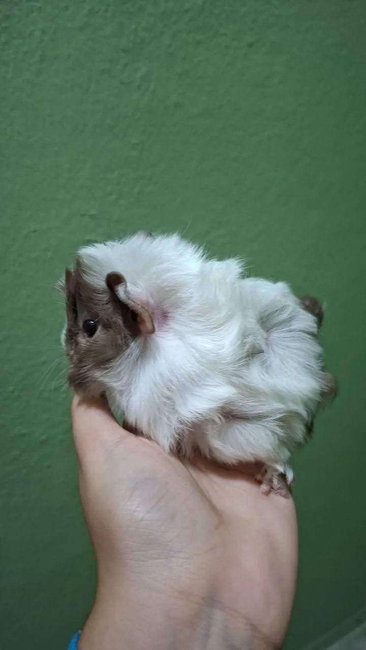 Porquinho da Índia Macho - Foto 2
