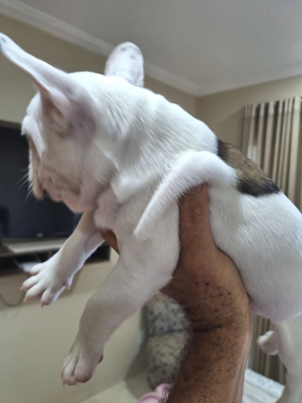 Buldog macho - Foto 4